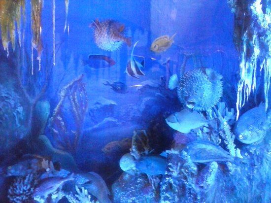 Alexandria Aquarium